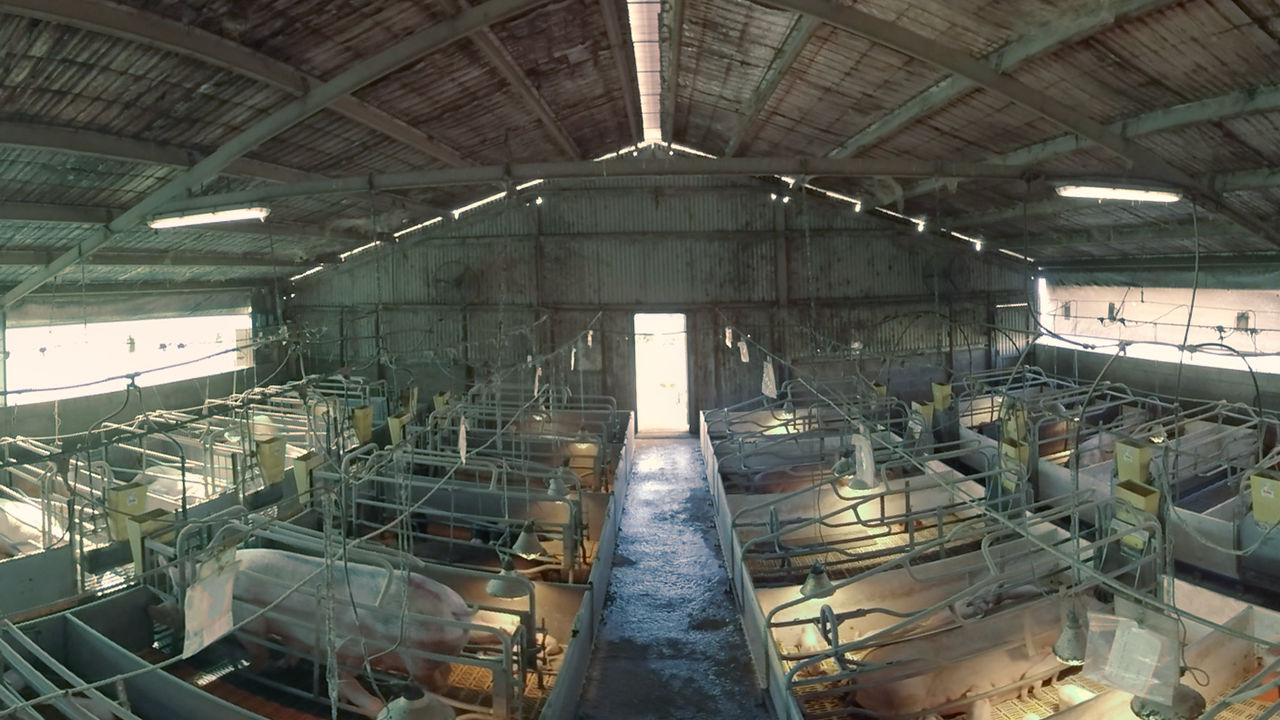 Film set on pig farm High angled shot of intensive pig farming setup.