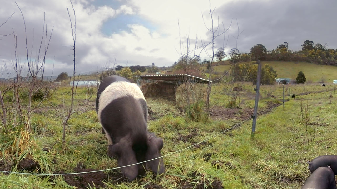 Film set on pig farm Midshot of a pig bred for milk.
