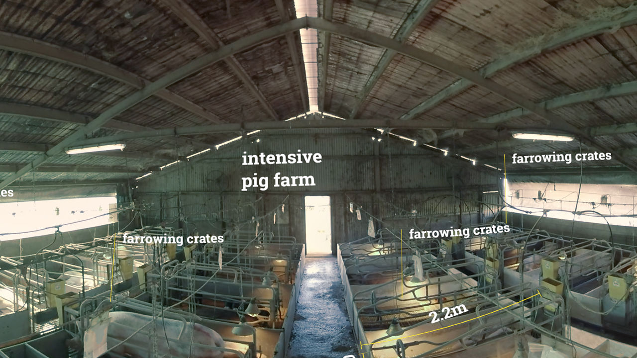 Film set on pig farm High angled shot of intensive pig farming setup with farrowing crates.