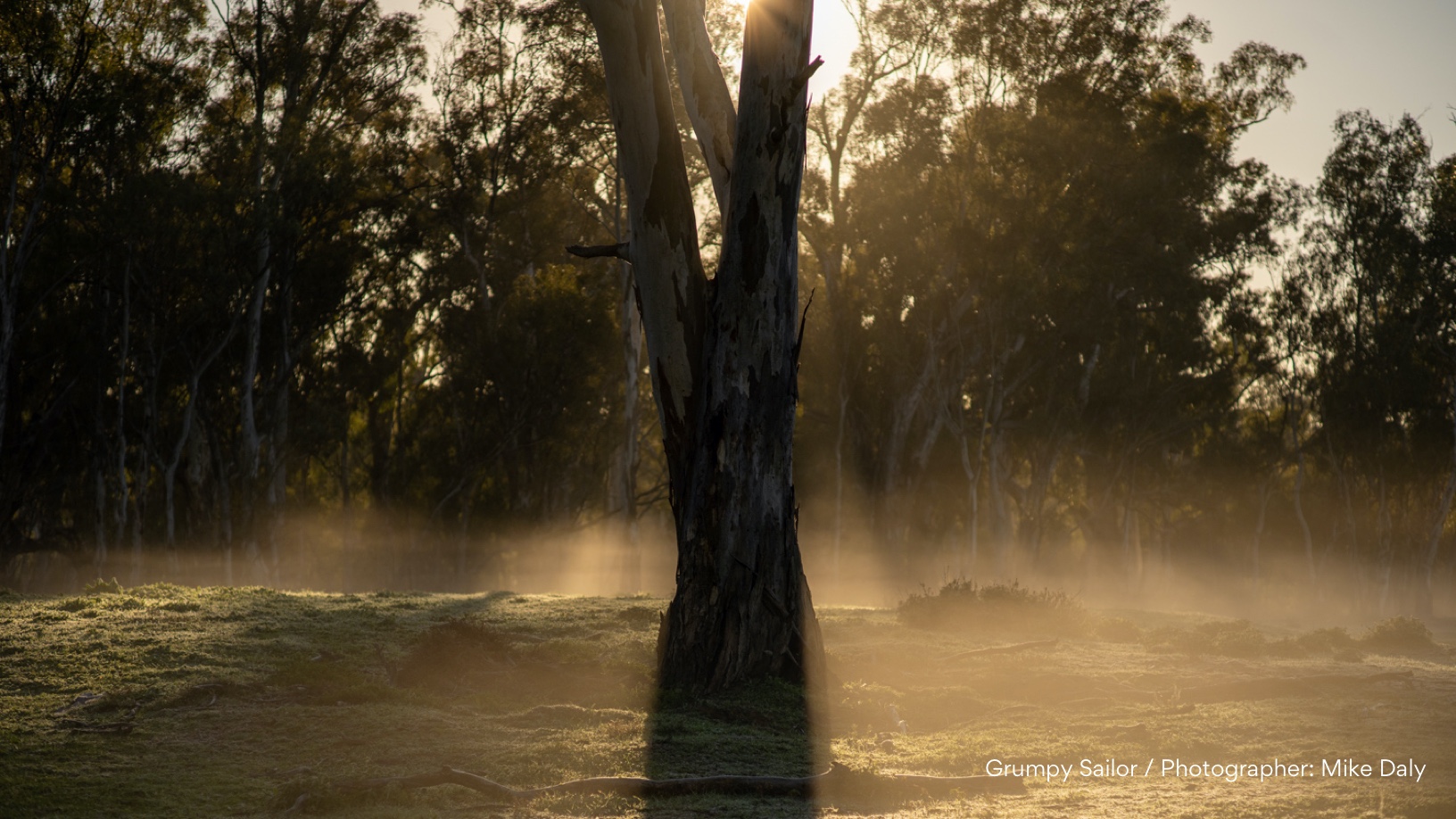 Filming on shoot Fog swirling around a Eucalyptus tree in the early morning.